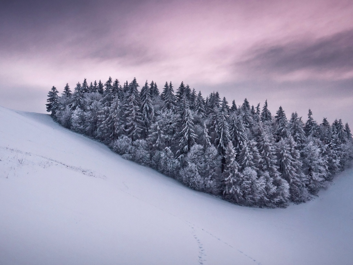 Роща из сосновых деревьев в горах
