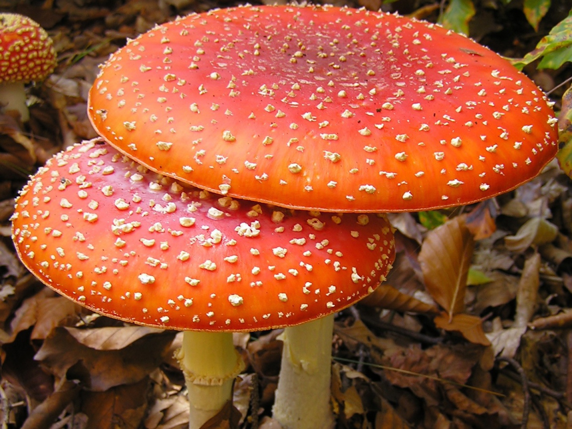 Большие мухоморы в лесной чаще