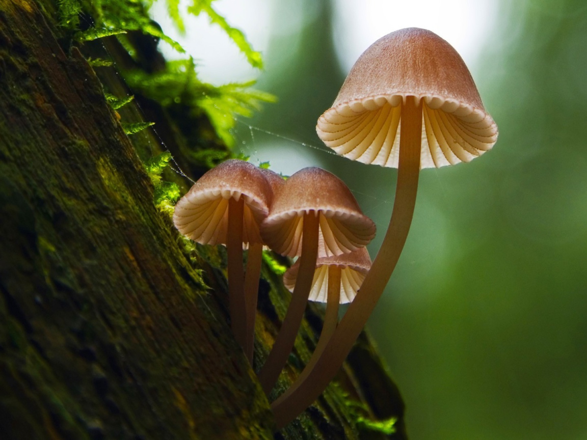 Семейка грибов на коре дерева