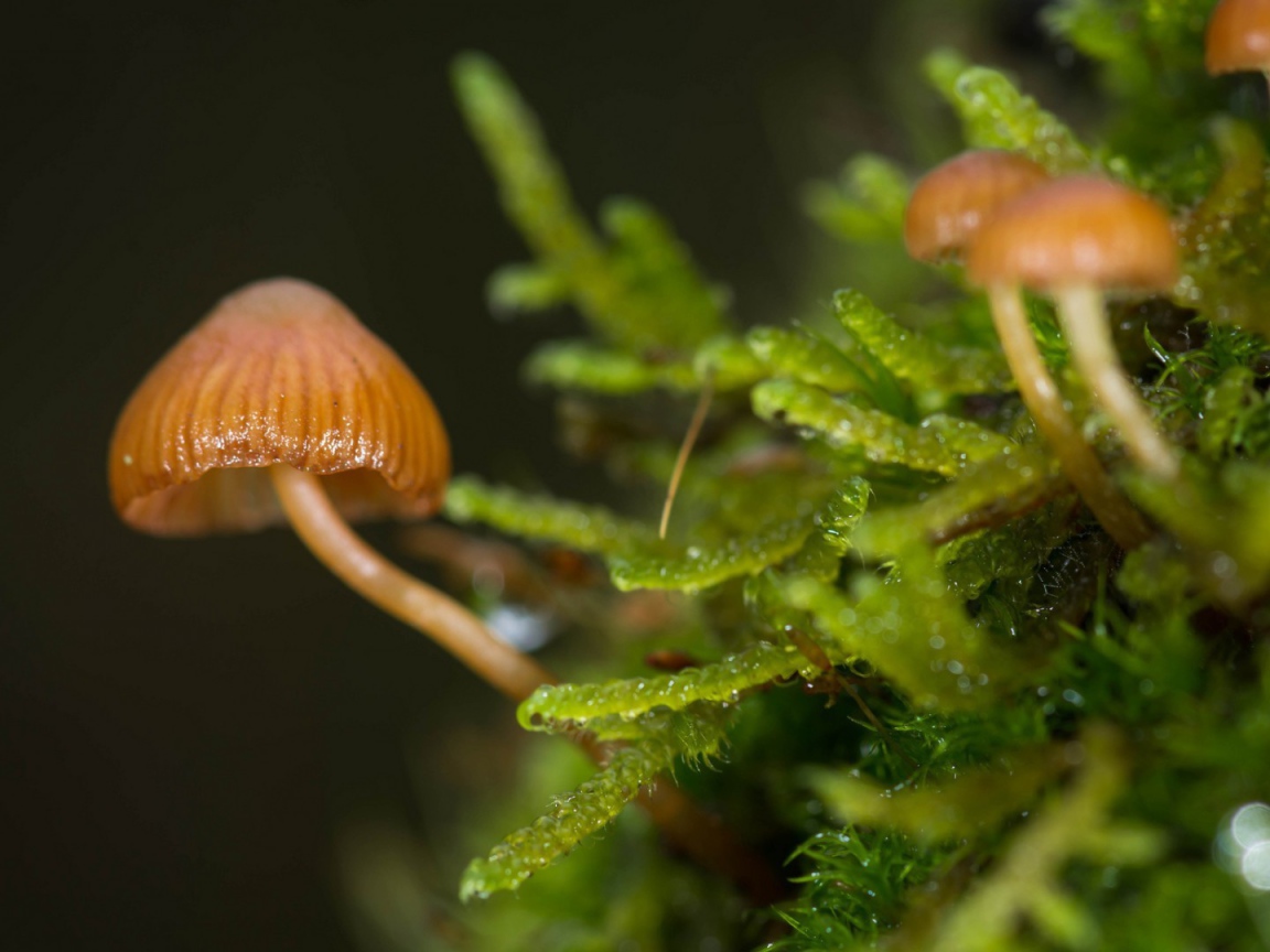 Макрофото маленьких грибов