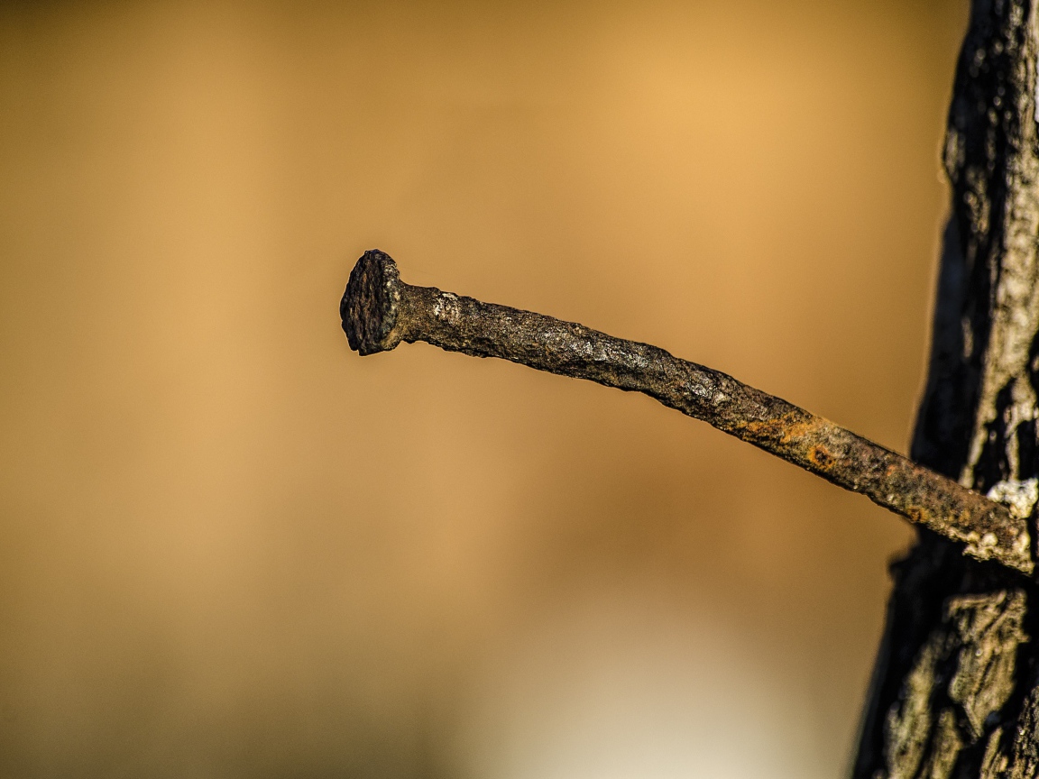 Ржавый гвоздь в коре дерева