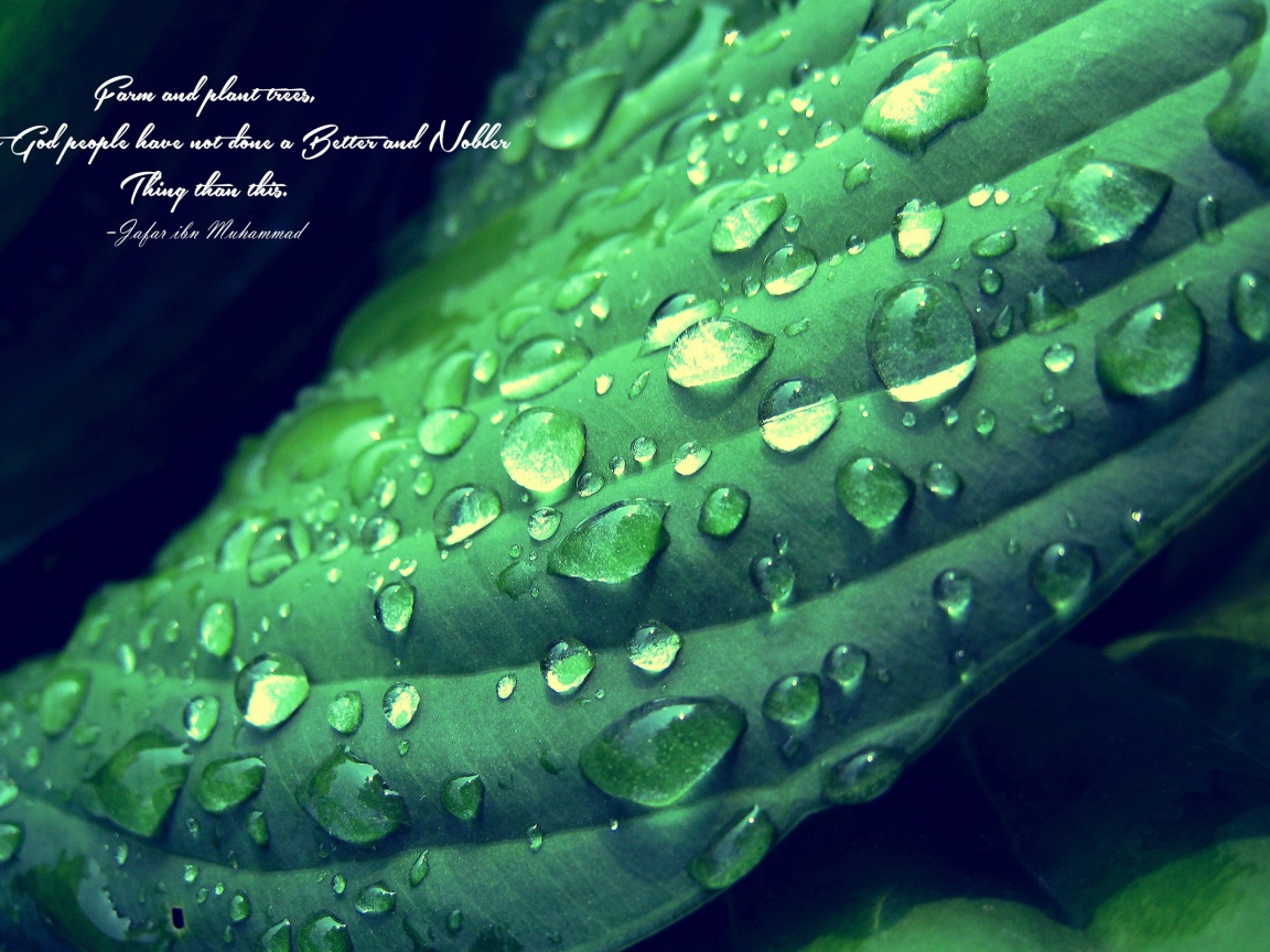 Надпись на фоне мокрого зеленого листика