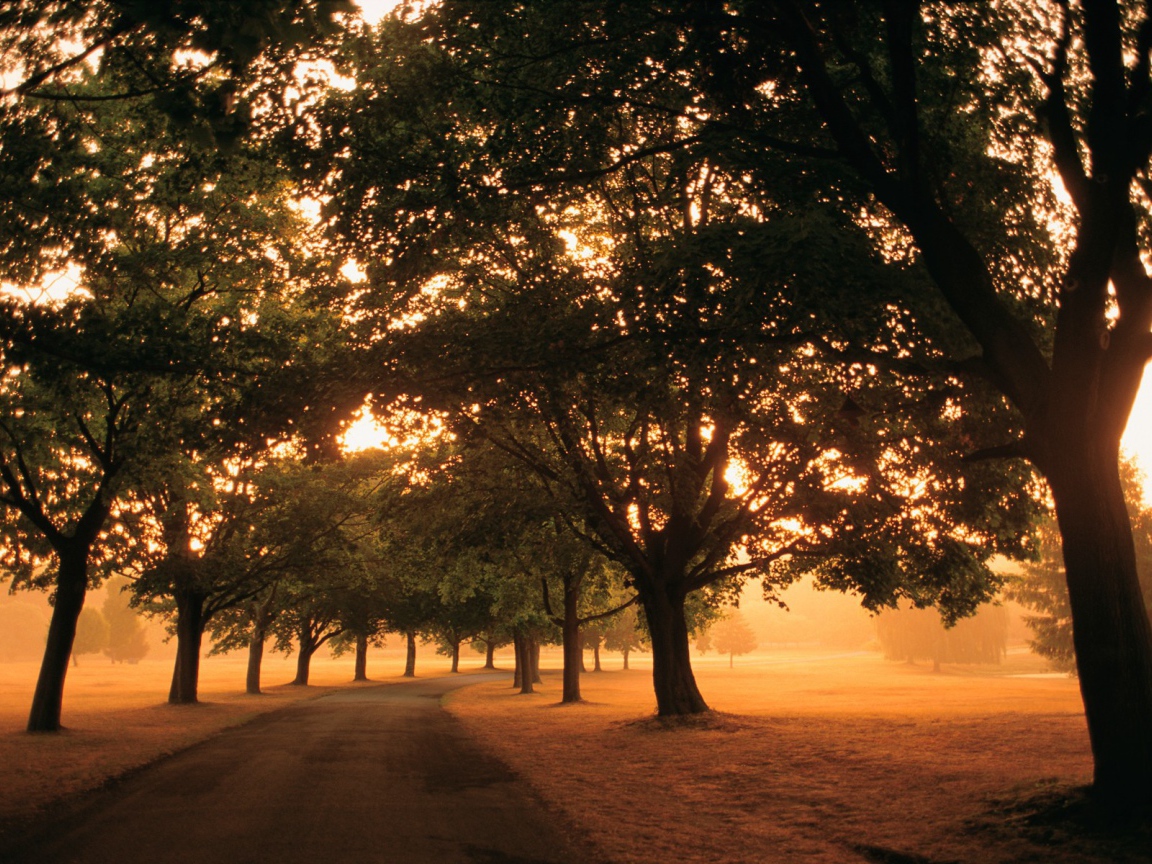 Дорога под аллеей деревьев в солнечный день