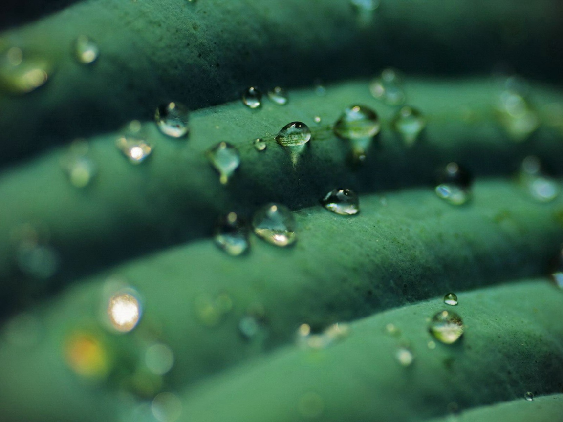 Прозрачные капли на зеленом листике