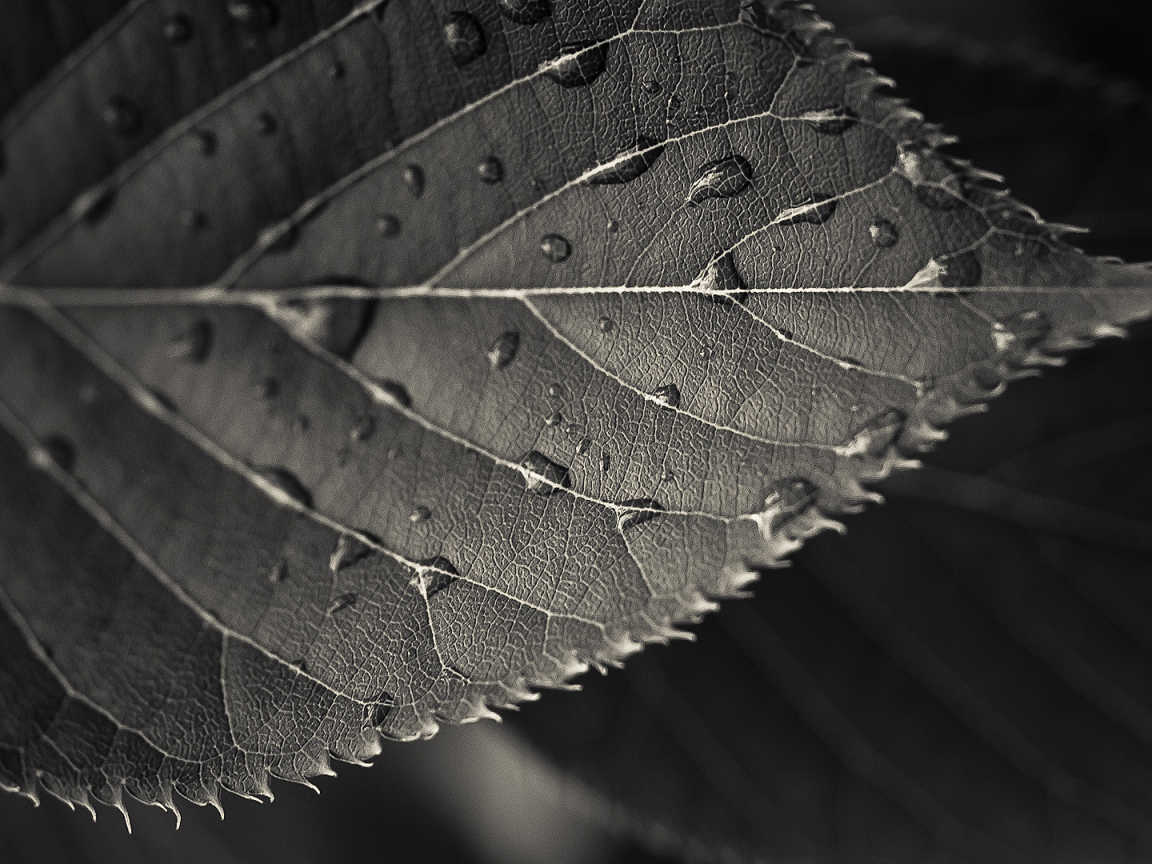 Мокрый черный лист