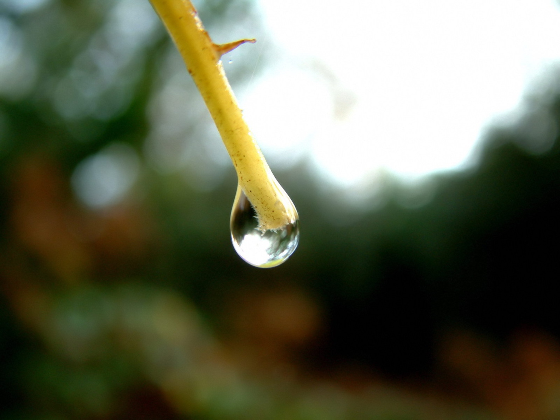 Капля на конце ветки