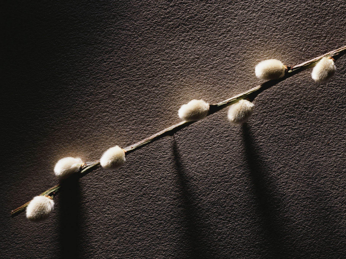 Веточка с весенними почками