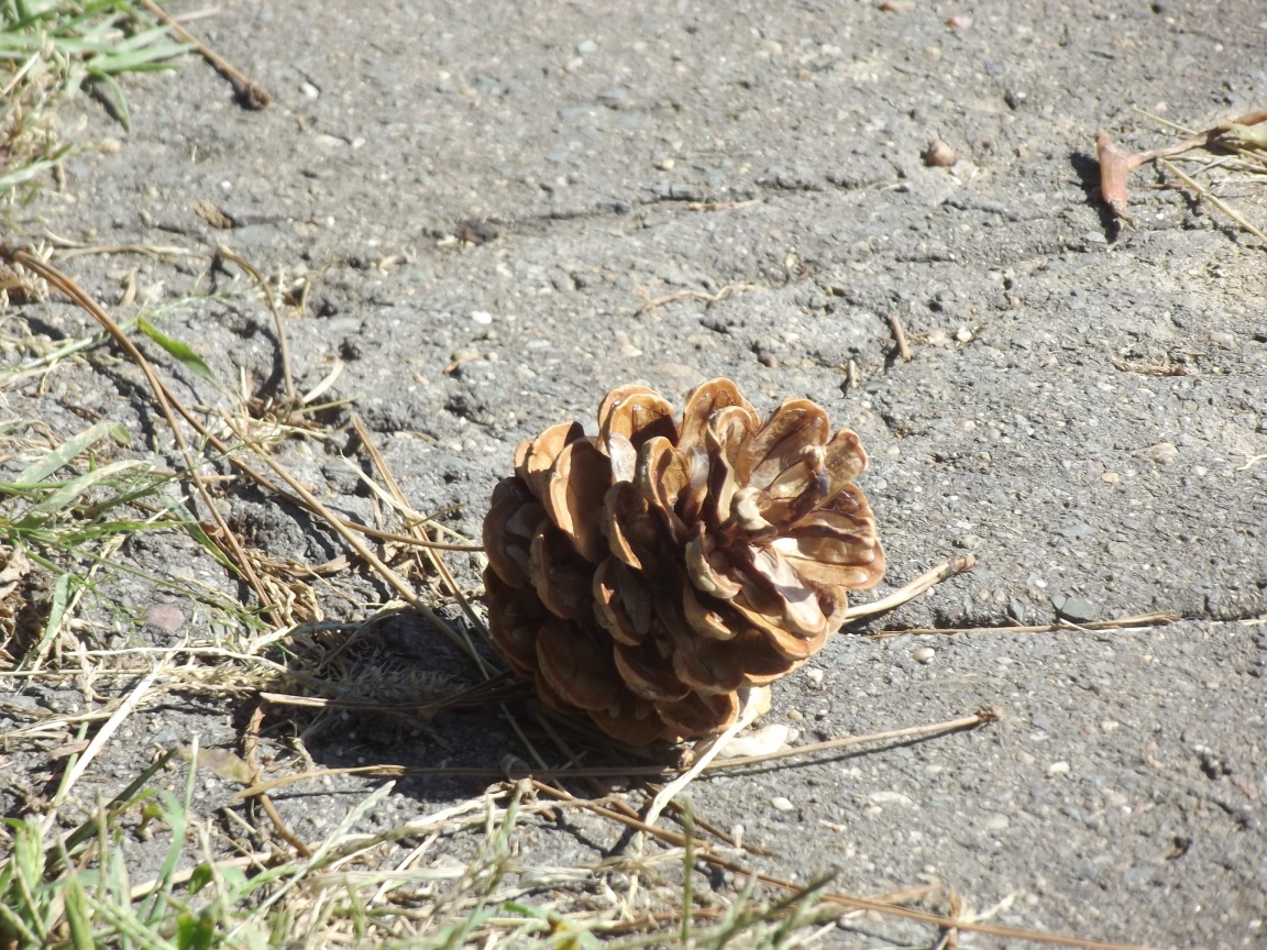 Шишка на земле