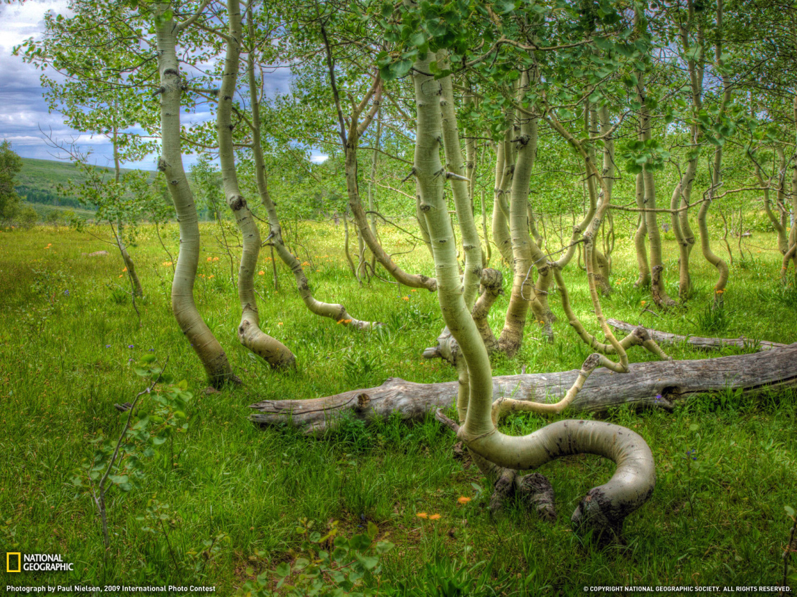 Кривые деревья