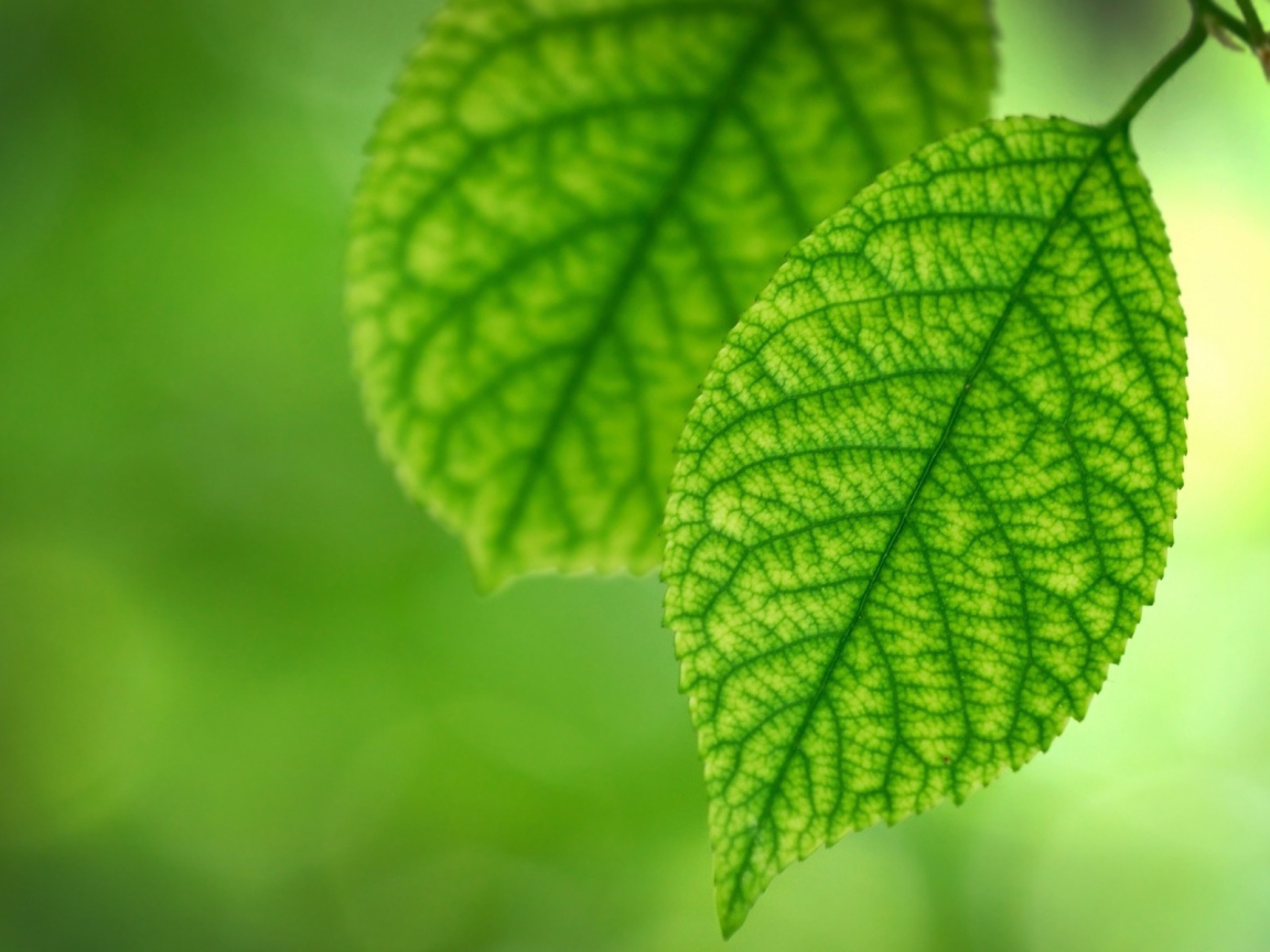 Темно зеленые жилки на светлой поверхности листьев
