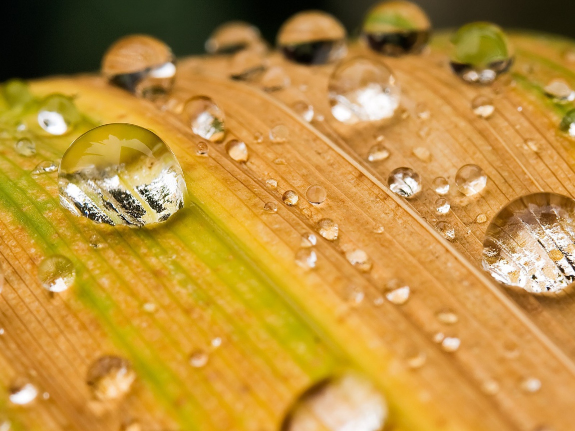 Капли воды на желтеющей траве