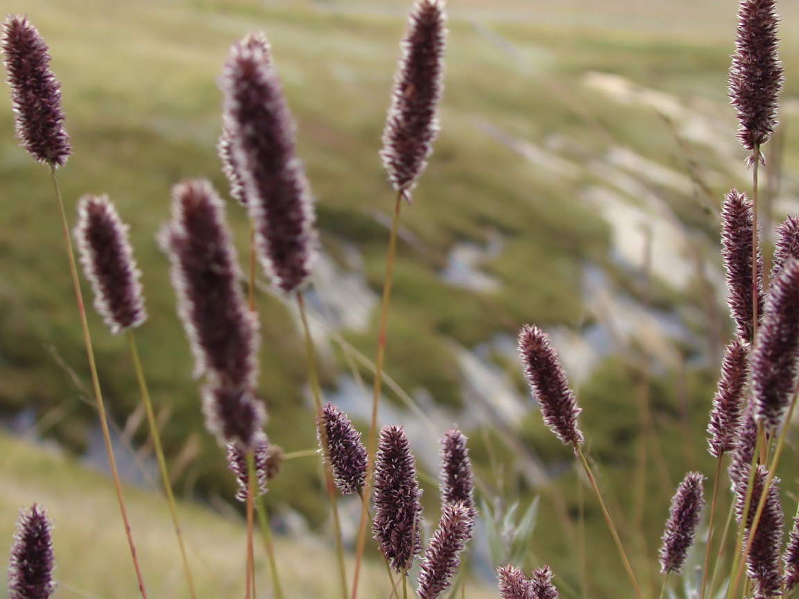 Сухие колоски полевых растений