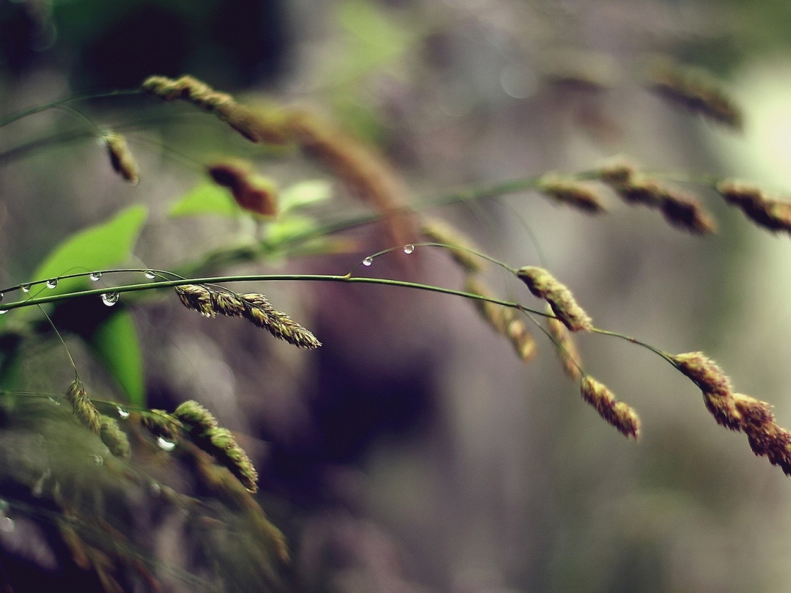 Полевая трава, капли воды