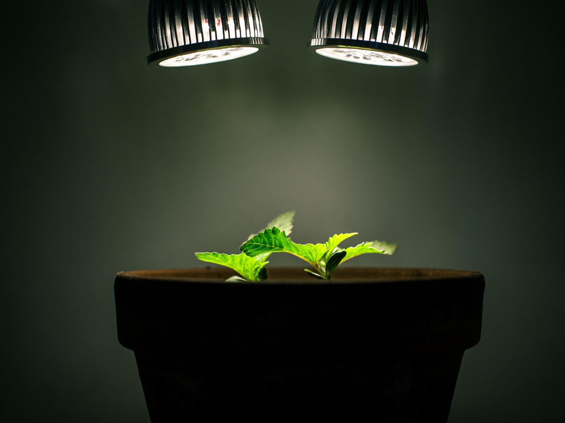 Ростки под искусственным освещением