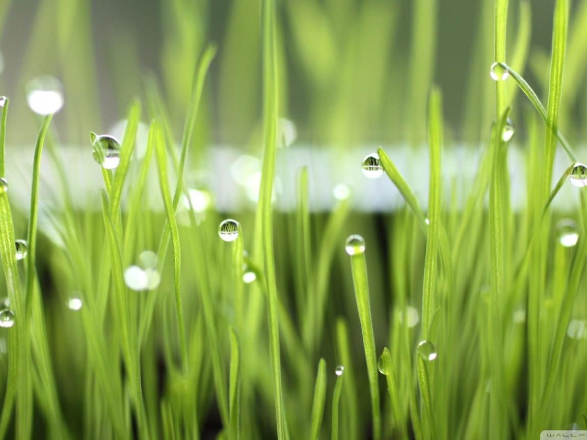Зеленая трава после дождя