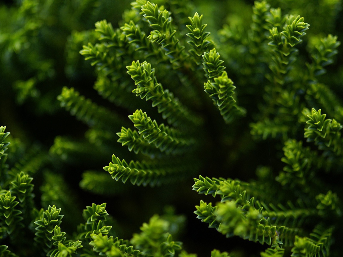 Зеленый хвощ в лесу