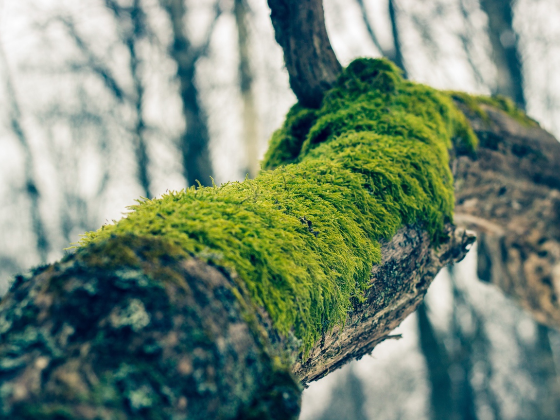 Зеленый мох на толстой ветке дерева