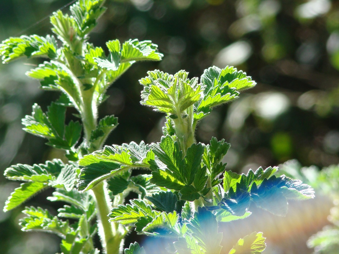 Зеленые ростки в лучах солнца