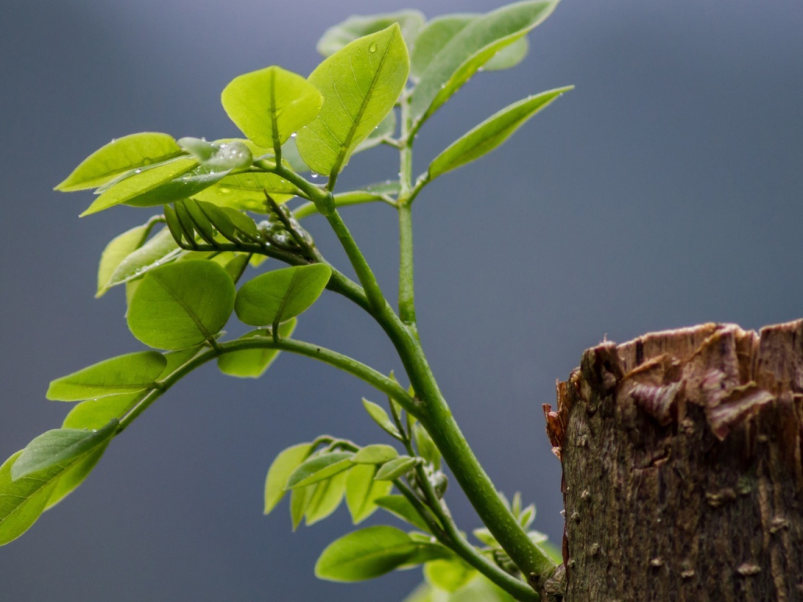 Зеленый росток на обрубке ствола