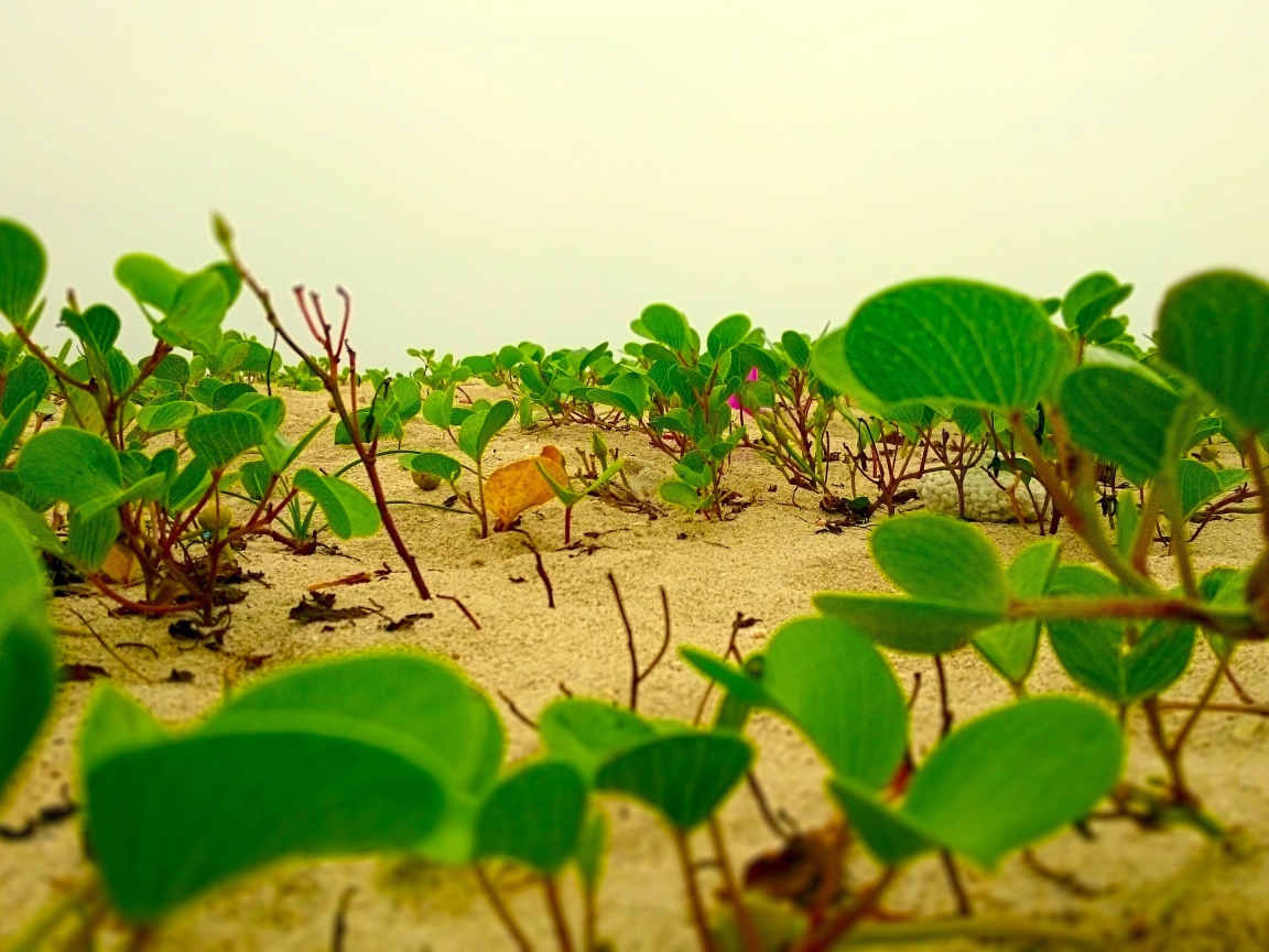 Цветы лотоса растут на песке