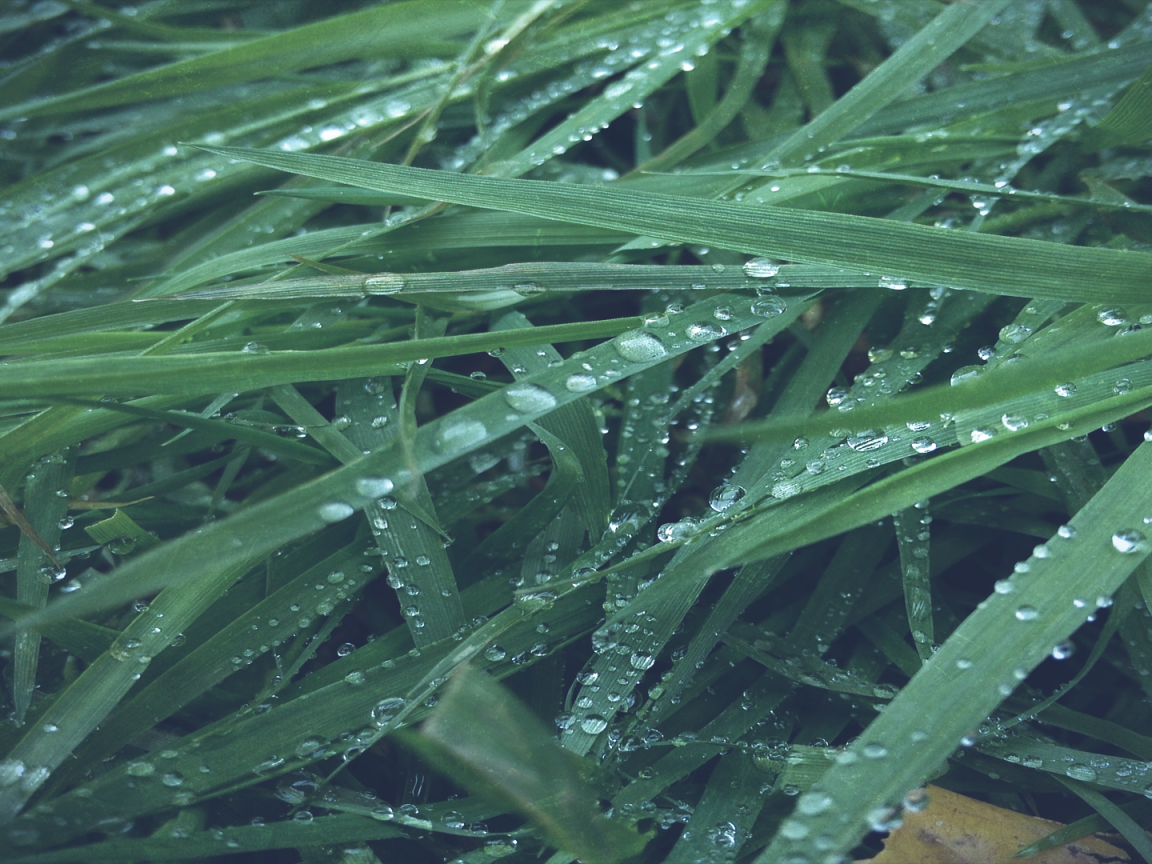 Макро фото росы на траве