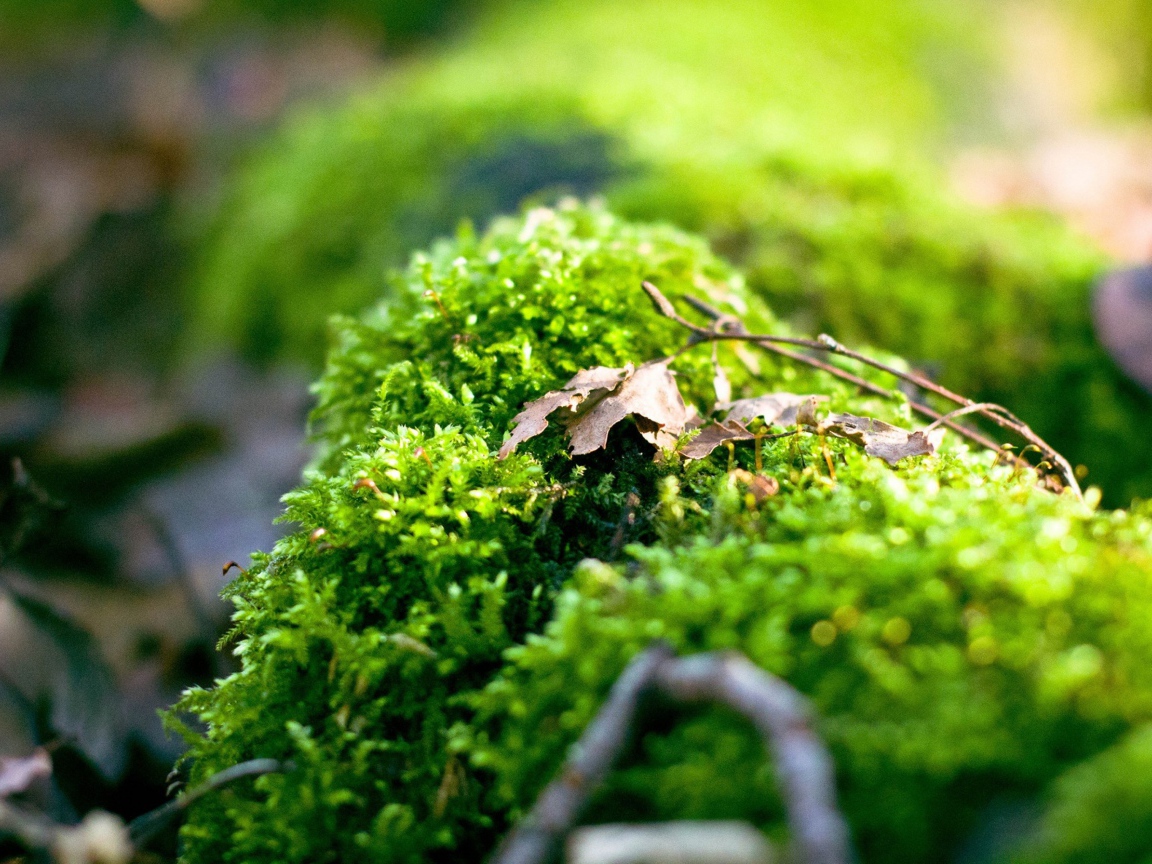 Макро фото зеленого мха