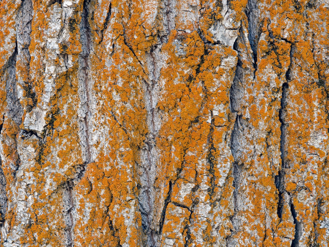 Оранжевый лишай на коре дерева