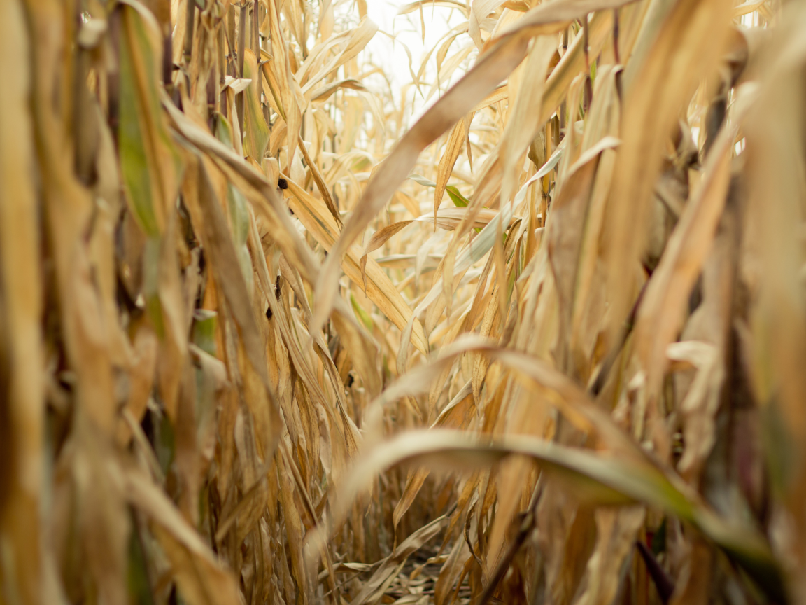 Проход в зарослях сухой кукурузы