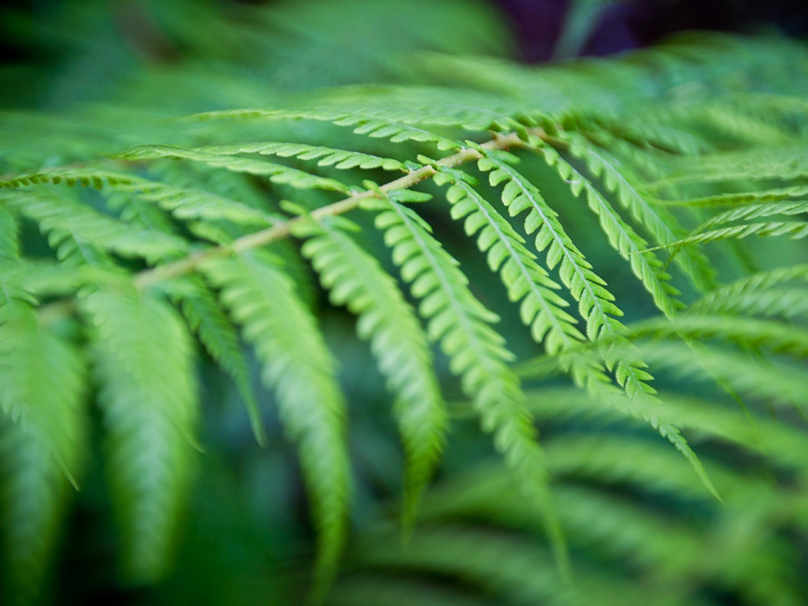 Фото листьев папоротника вблизи