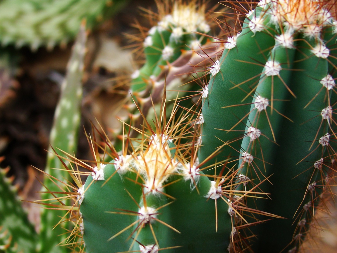 Колючие зеленые кактусы