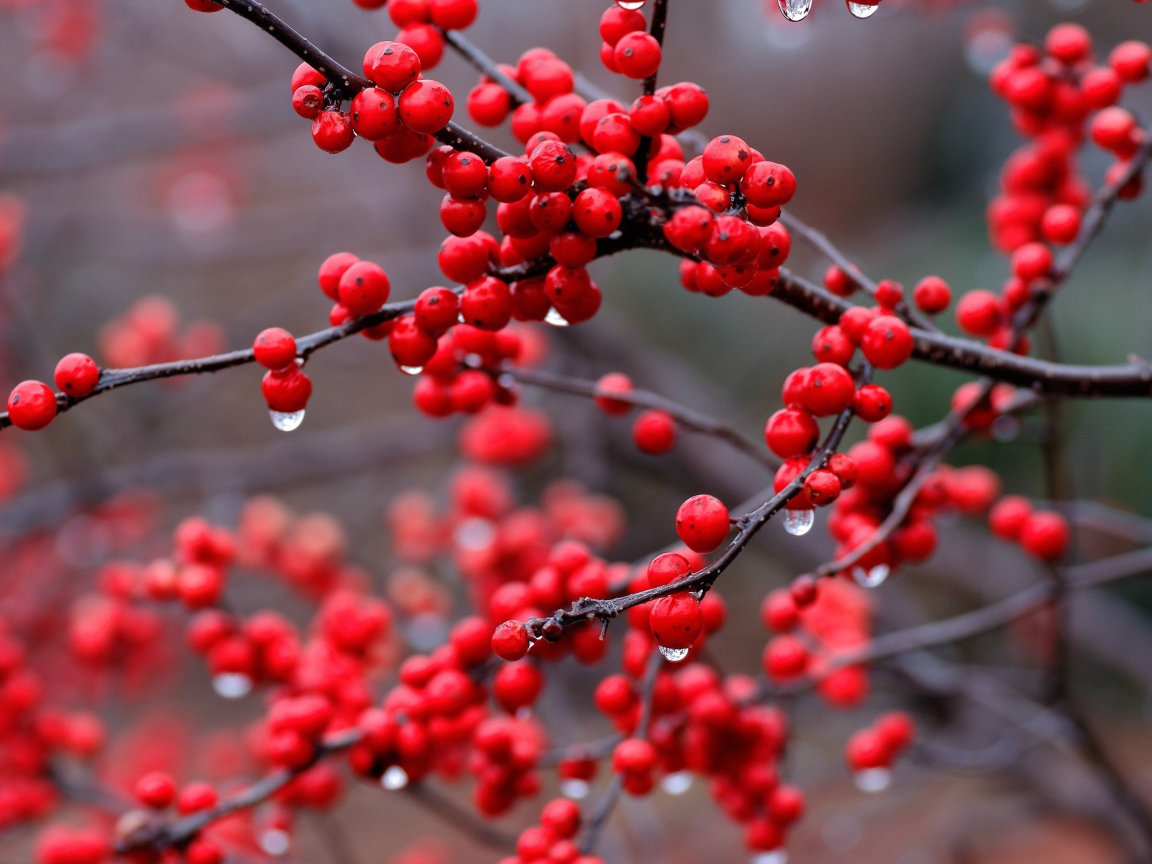 Капли дождя на ягодах калины