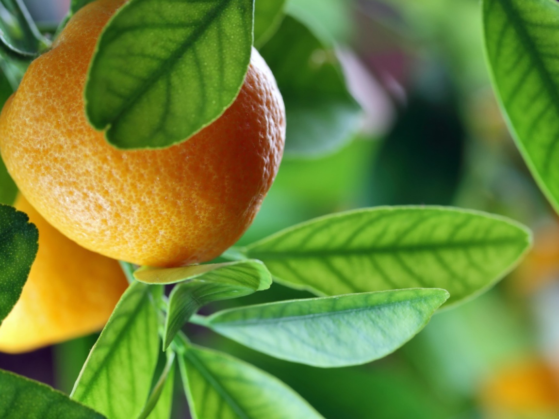 Спелый апельсин на ветке среди зелени