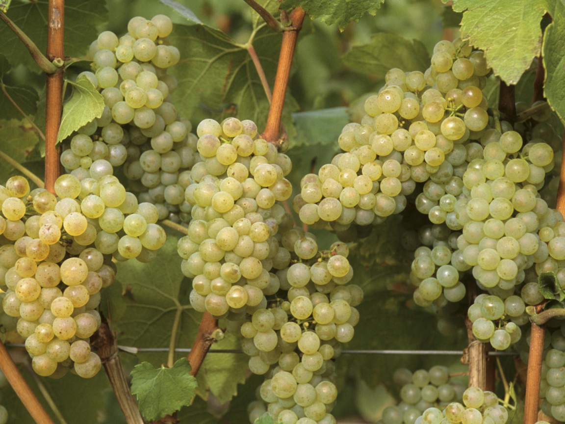 Созревший белый виноград