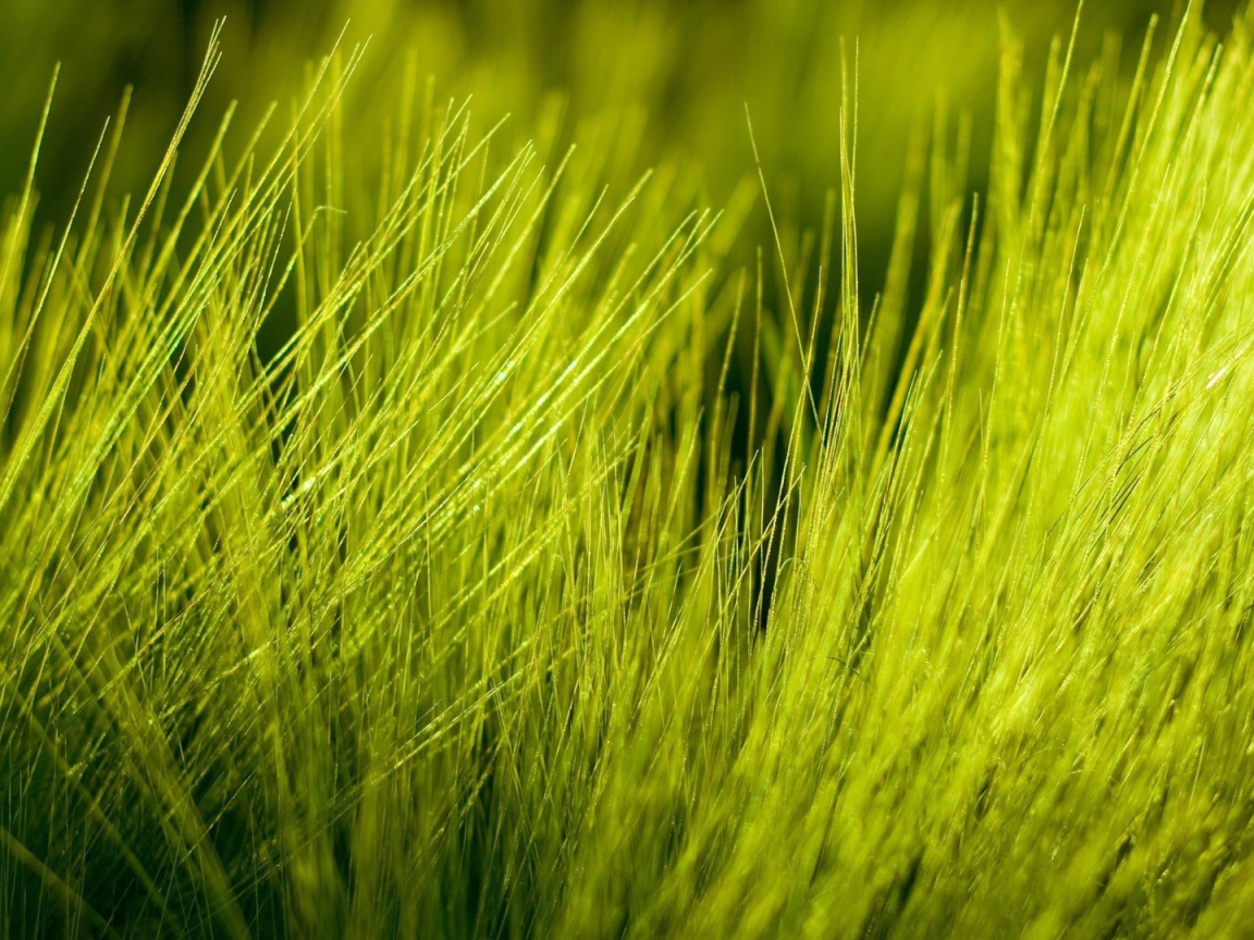 Нежно зеленые ростки пшеницы