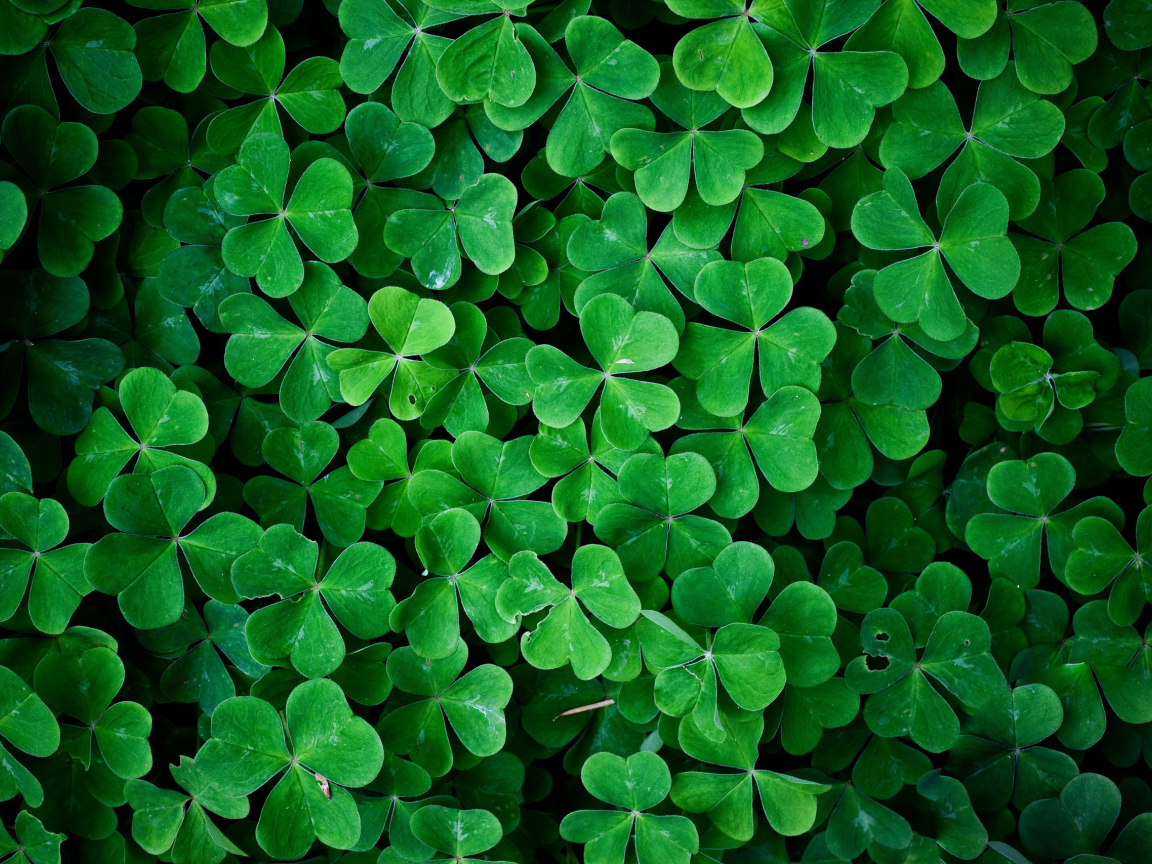 Заросли зеленого трилистника