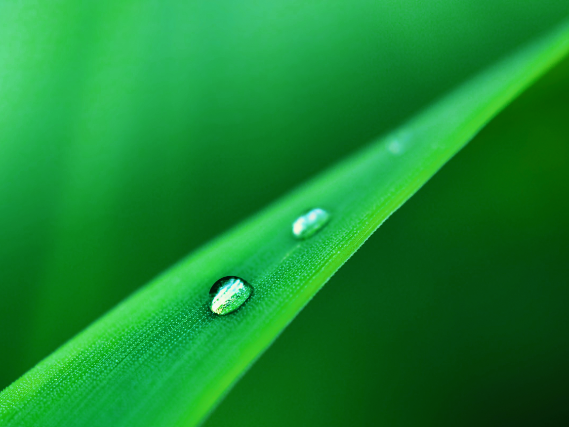 Капли стекают одна за одной по травинке