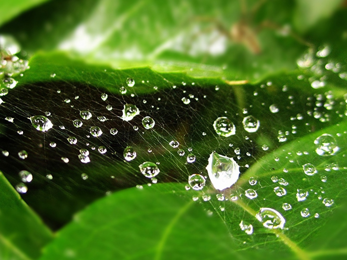 Мокрая паутина на зеленом листе