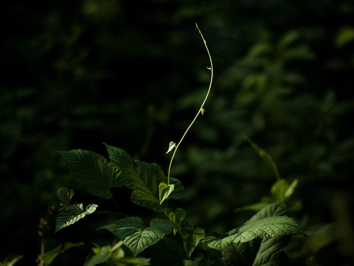 Молодой росток тянется к свету