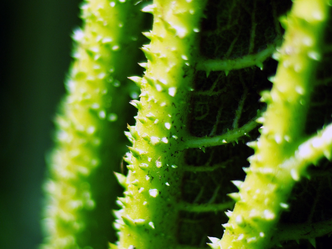 Стебли с колючками