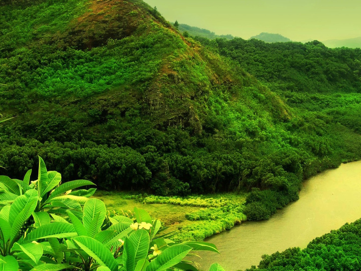 Мутная река в джунглях