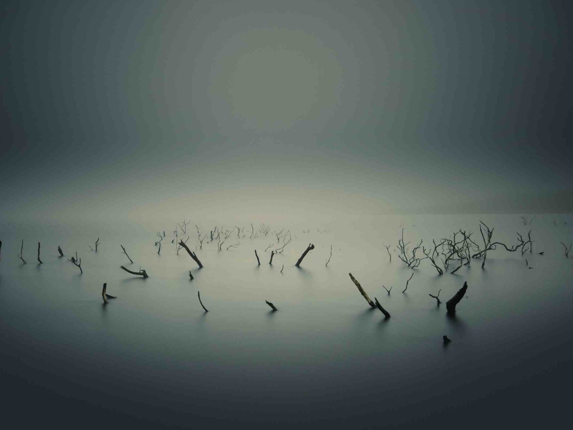 Остатки растений на болоте