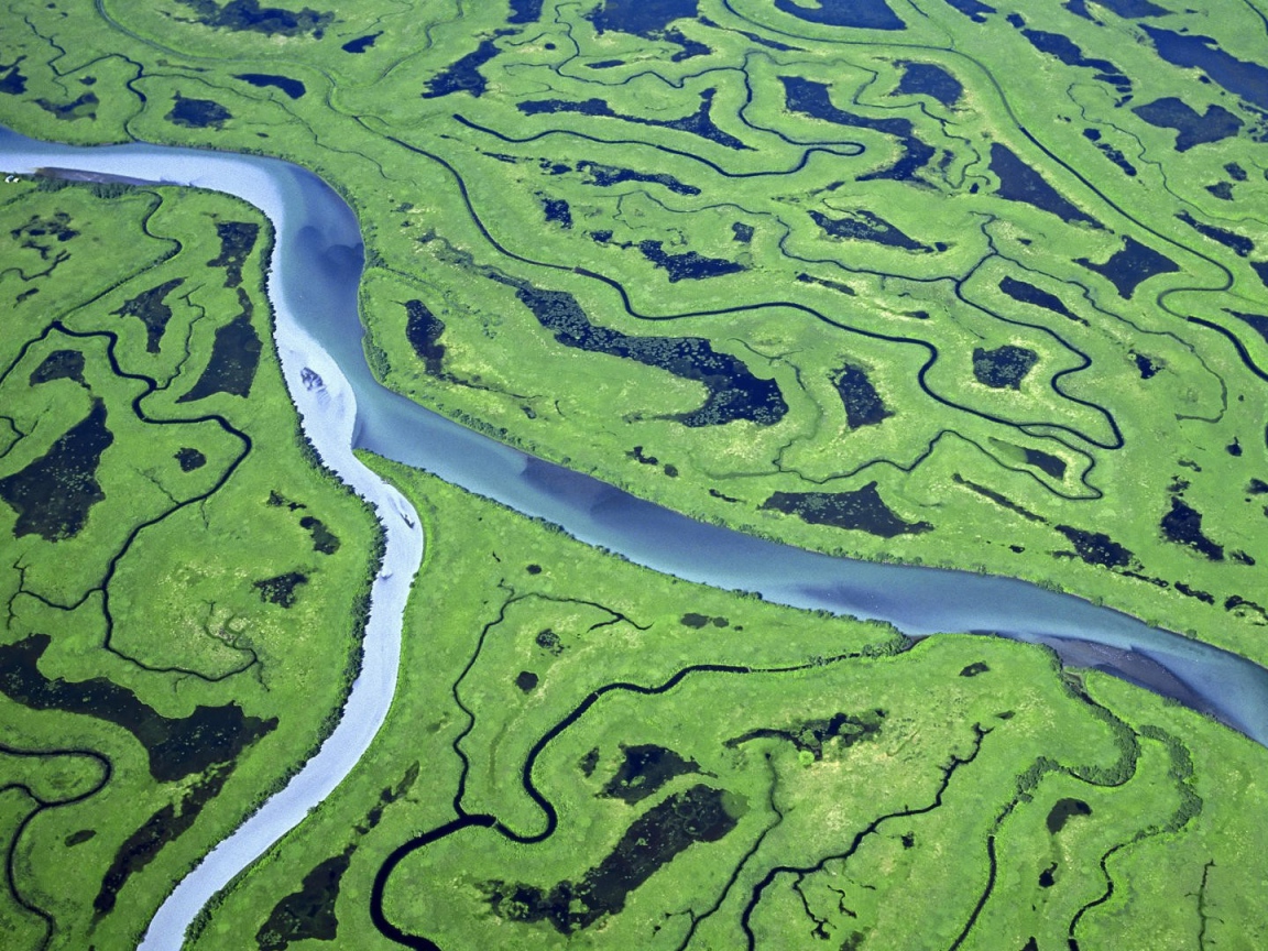 Река и болота в лесу с высоты