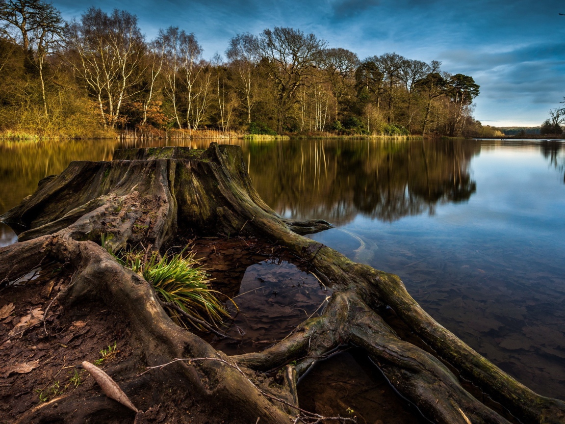 Пенек и корни дерева на краю озера