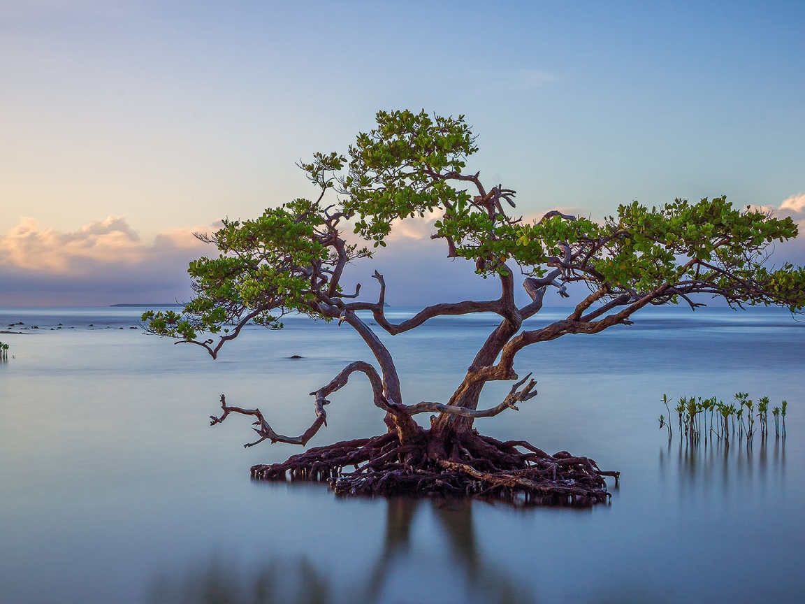 Дерево образует остров из корней