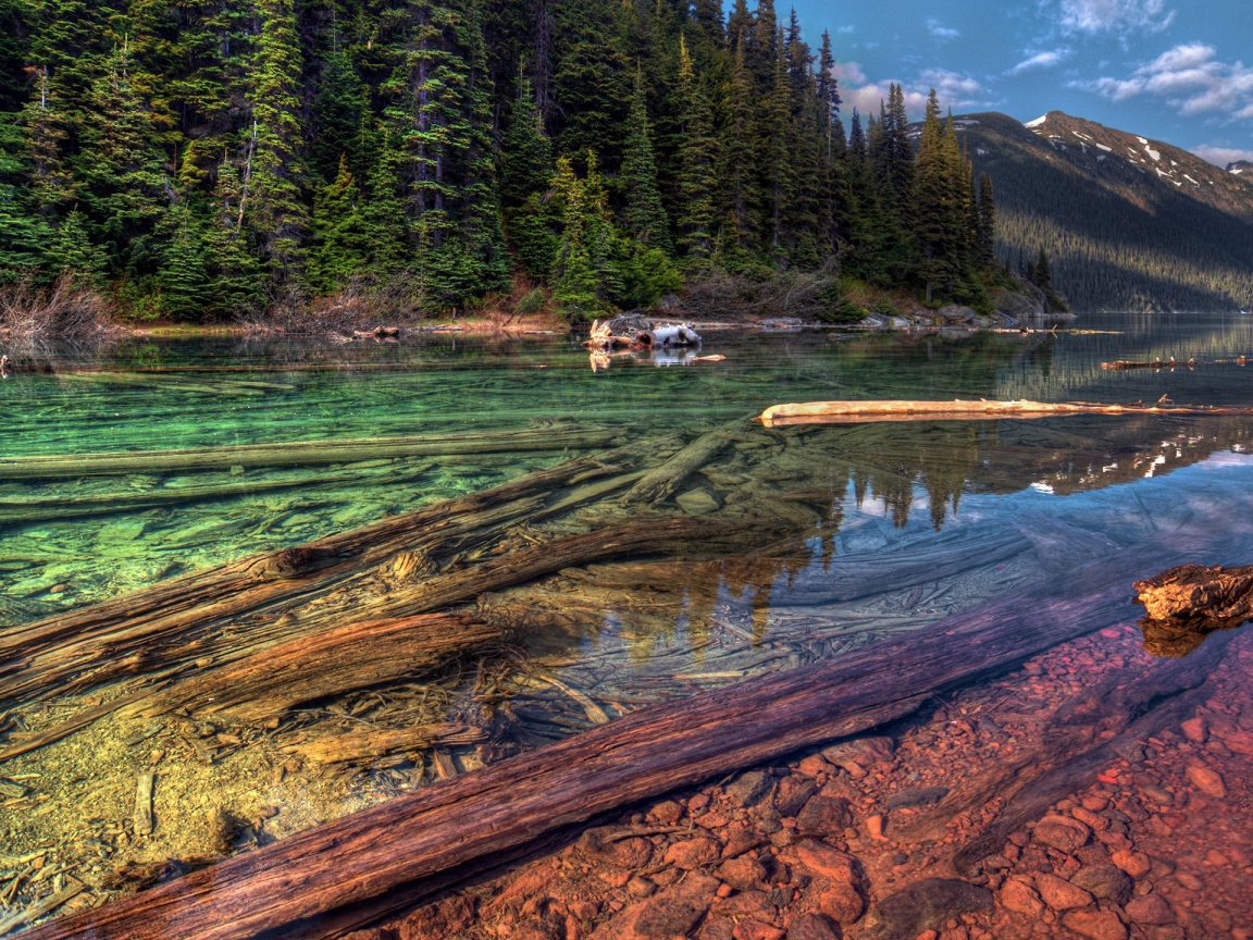 Стволы деревьев на дне прозрачной реки в горах