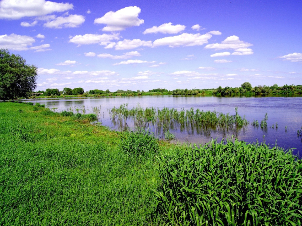 Заливной луг на берегу реки
