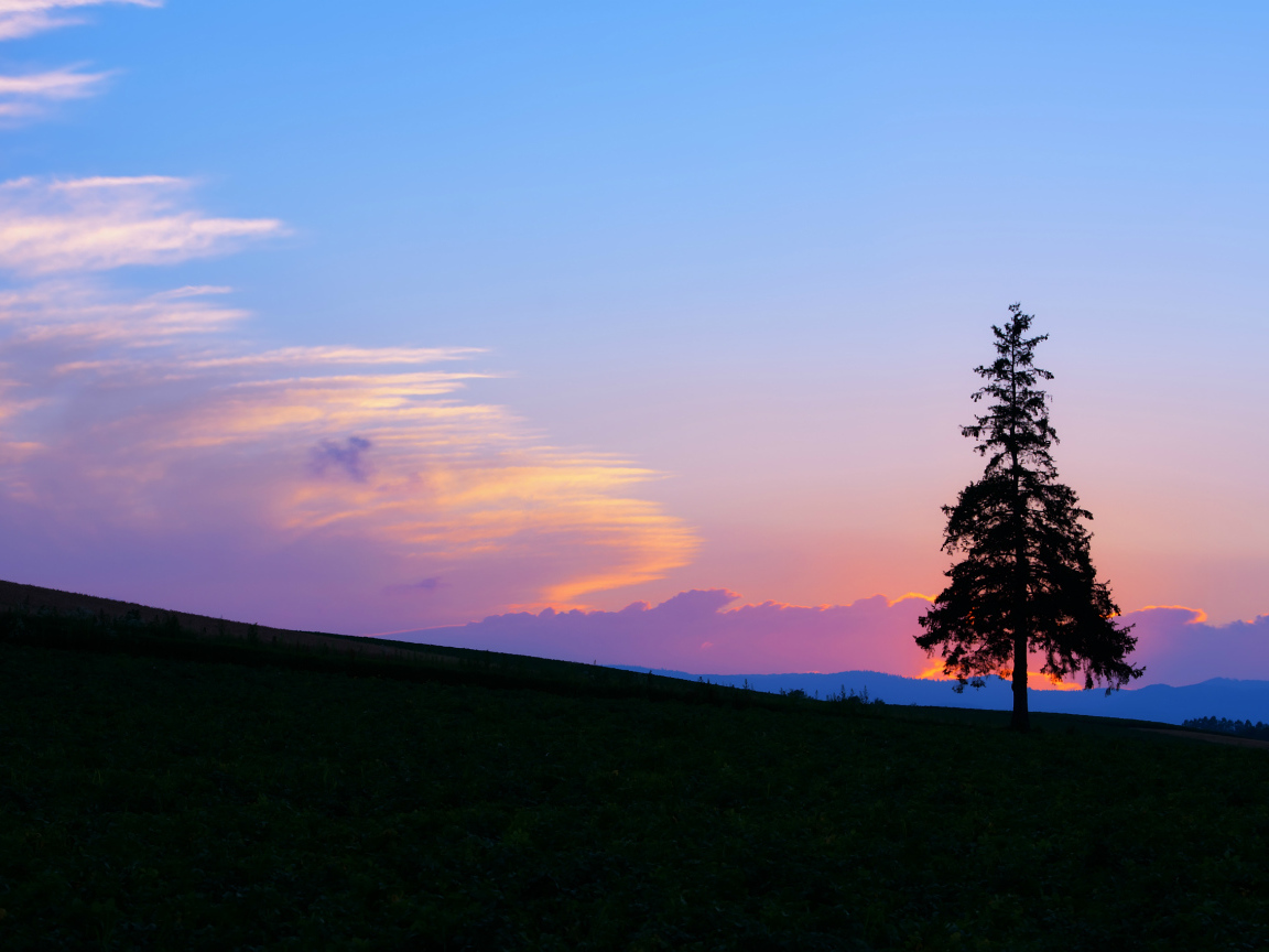 Одинокая ель на закате