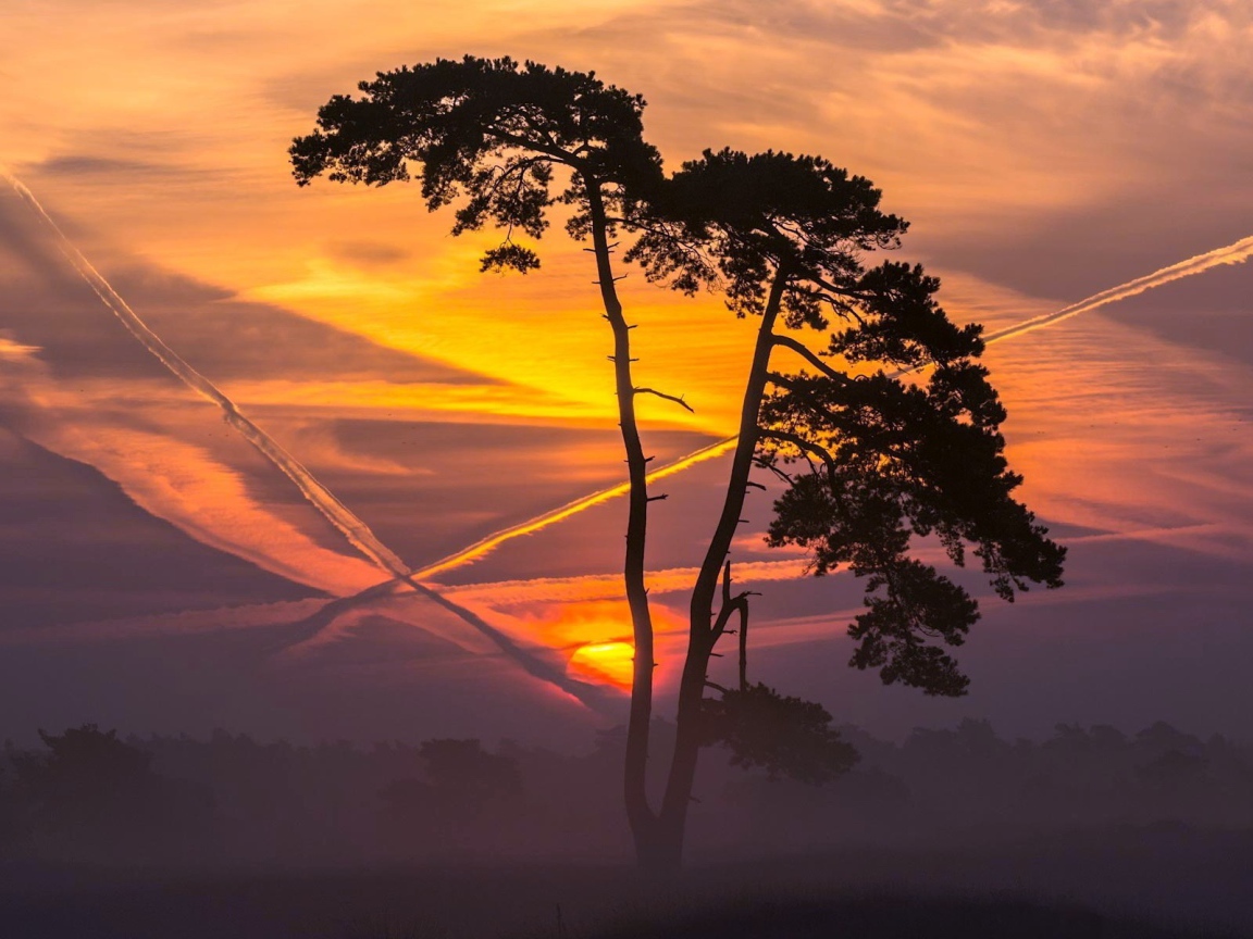 Дерево на фоне заката и следов самолета в небе