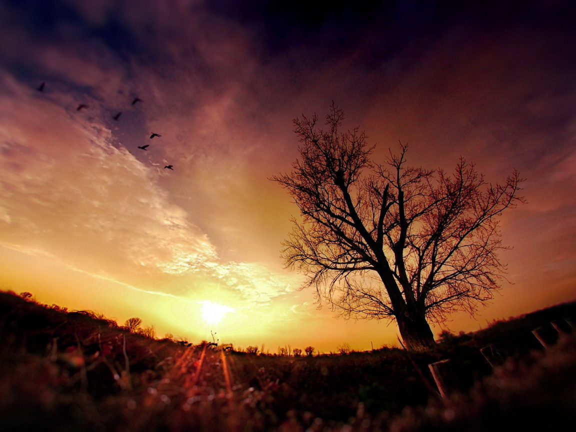 Птицы в облаках на закате