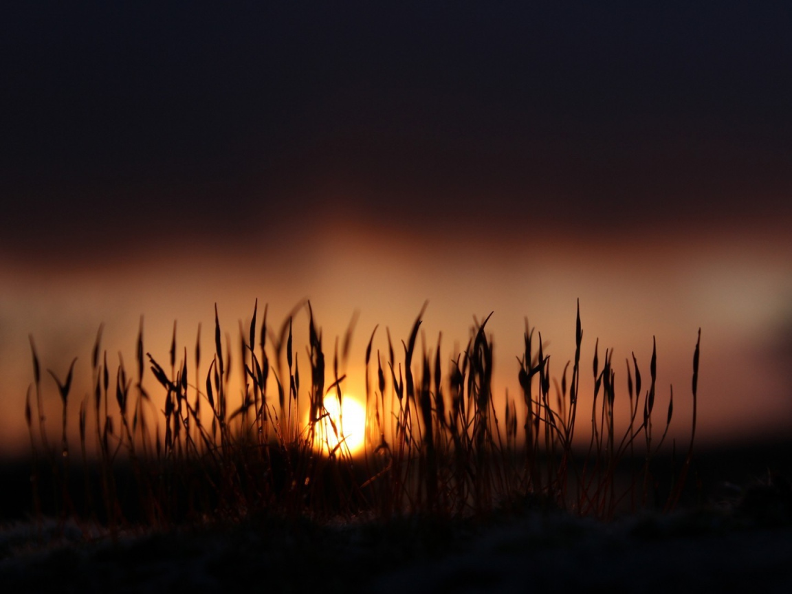 Сухие стебли травы на фоне закатного солнца